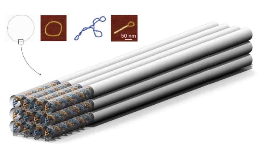 Structural DNA nanotechnology